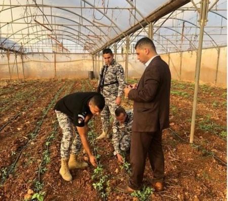 ضبط 500 شتلة ماريجوانا شرق جنين