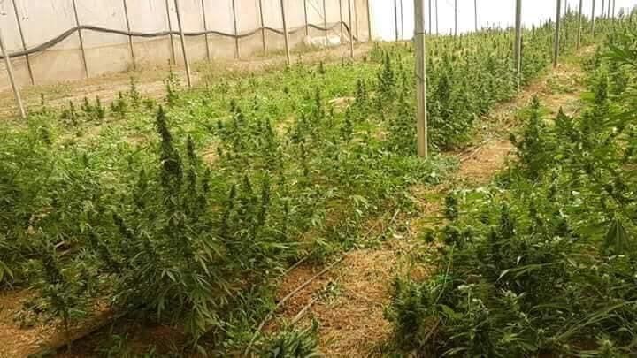 ضبط 2600 شتلة مخدرة في السموع
