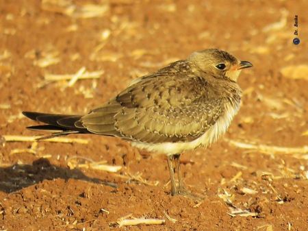 طائر أبو اليسر اسود الجناح في مرج ابن عامر