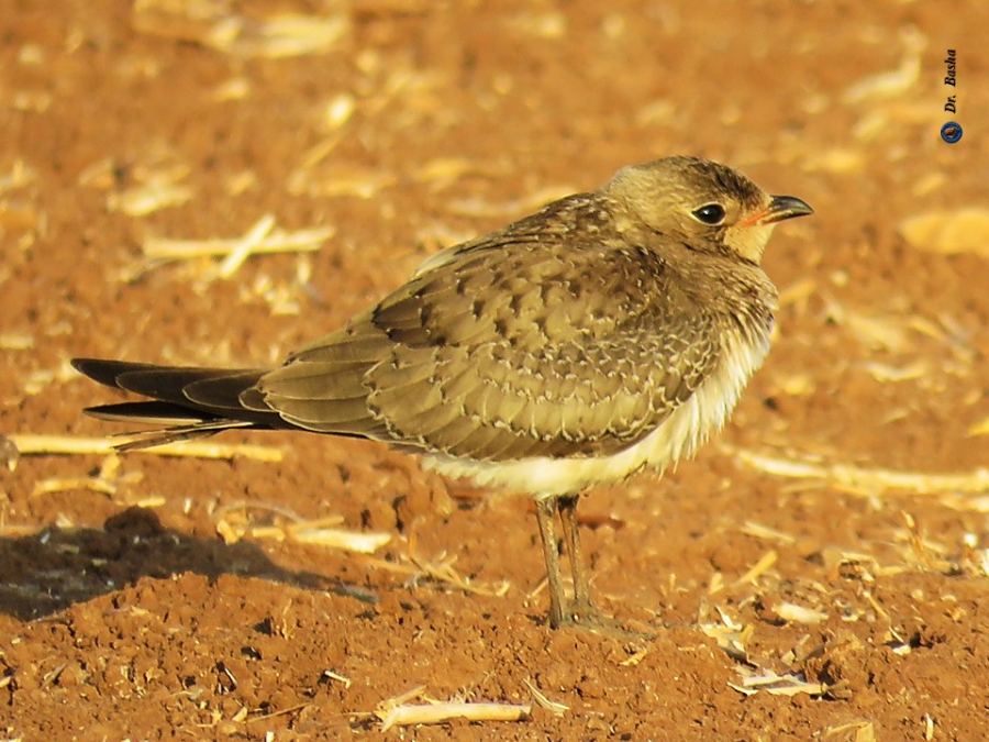 طائر أبو اليسر اسود الجناح في مرج ابن عامر