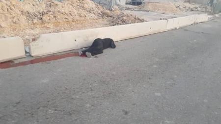 شهيدة على حاجز قلنديا .. تُركت تنزف حتى الموت
