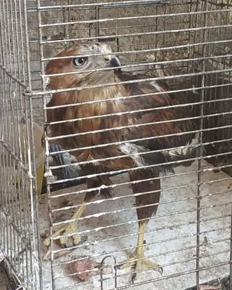 سلطة جودة البيئة والشرطة البيئية يضبطان طائر البوم النسري باحدى المحلات التجارية في الخليل
