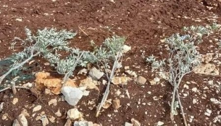 مستعمرون يقتلعون 40 شجرة زيتون في ياسوف شرق سلفيت