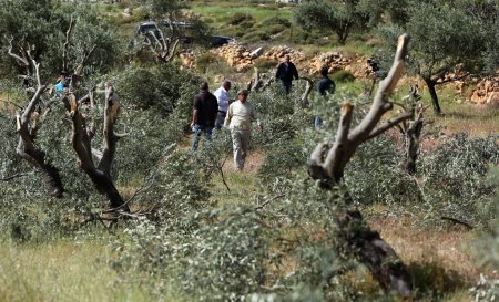 الاحتلال يقتلع عشرات أشجار الزيتون بين بلدتي عرابة ويعبد