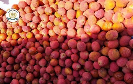 ضبط 1800 كغم فاكهة غير صالحة للاستهلاك في محافظة جنين