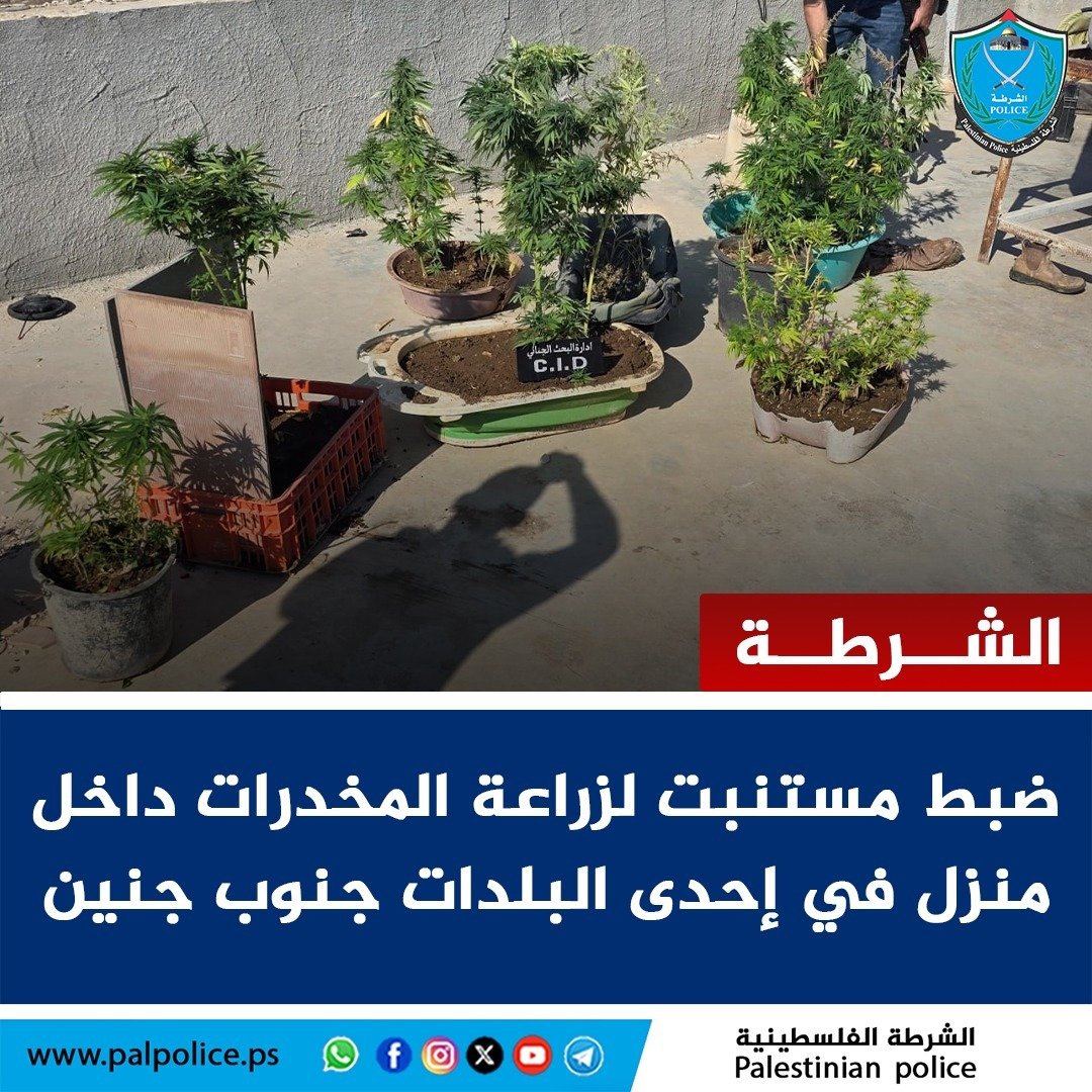 ضبط مستنبتاً يُستخدم لزراعة نبات الماريجوانا المخدرة