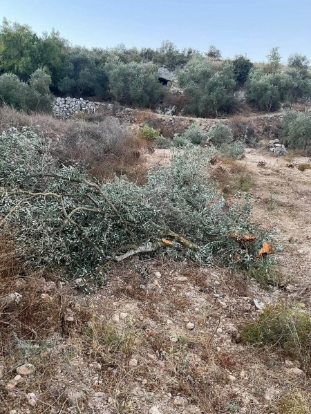 مستعمرون يقتلعون ويكسرون عشرات أشجار الزيتون في نعلين غرب رام الله