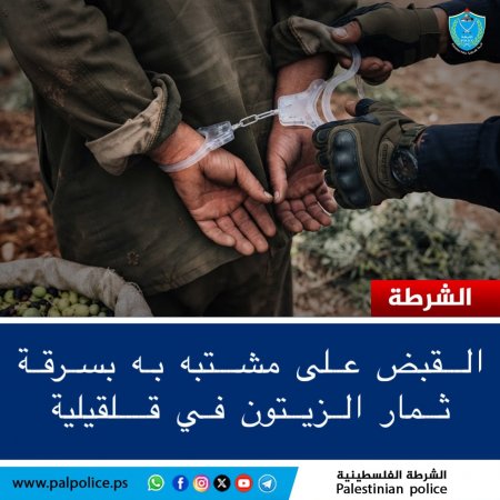 القبص على شخص يُشتبه بقيامه بسرقة ثمار الزيتون من أراضي المواطنين