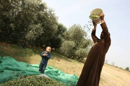 إرشادات وتعليمات أثناء موسم قطف ثمار الزيتون