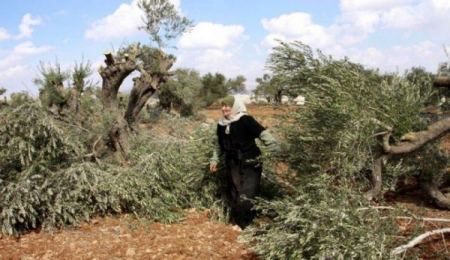 مستوطنون يقطعون أشجار زيتون غرب بيت لحم