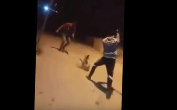 توقيف متهمين قتلوا كلبا بطريقة وحشية جنوب غزة