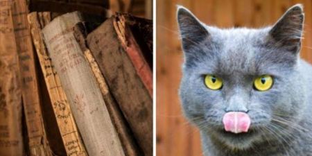  ‘أكل القطّ لسانك’ و’عصفور بالإيد’.. ما قصص هذه الأمثال؟!