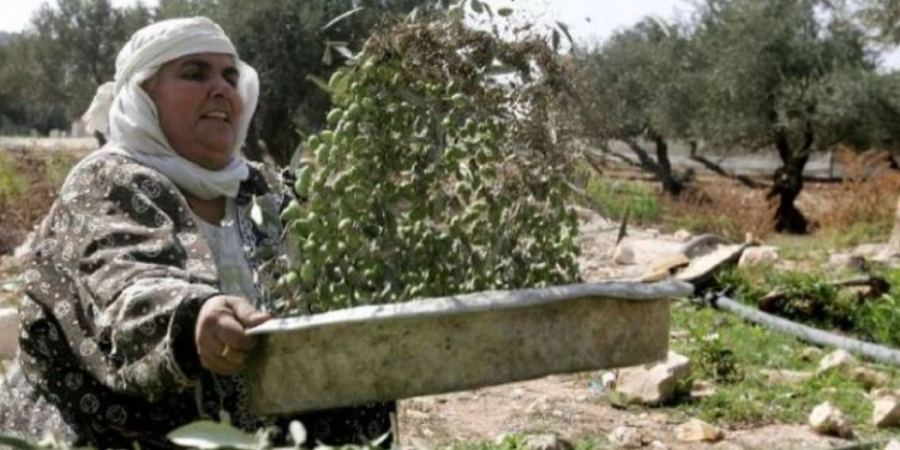 إرشادات للمواطنين خلال قطف الزيتون