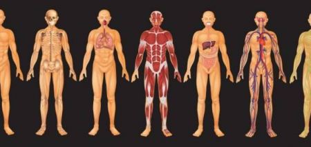  مفاجأة - تستطيعون العيش من دون هذه الأعضاء في أجسامكم