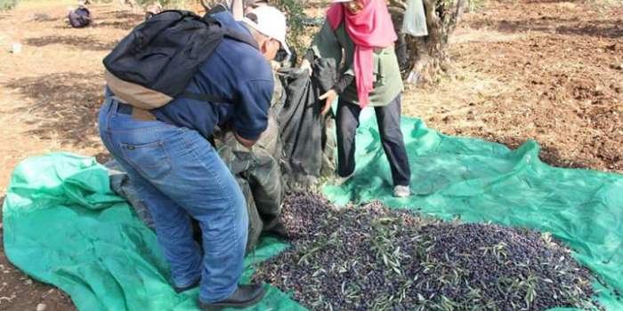 يوم عمل تطوعي لمساعدة المزارعين في قطف ثمار الزيتون غرب جنين