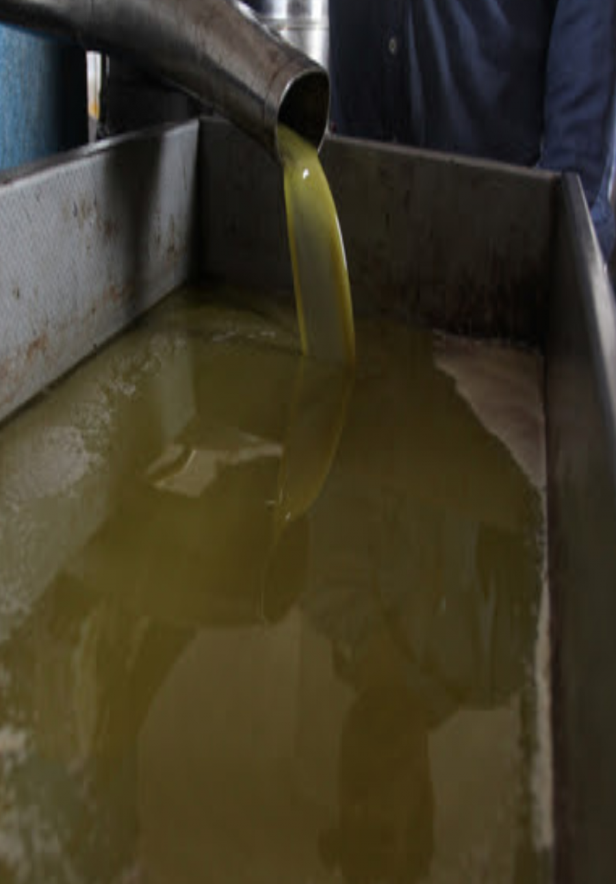  موسم قطف الزيتون: كم كمية الزيت المتوقعة لهذا العام؟