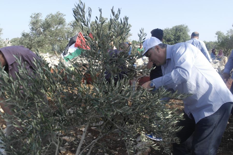  محافظة جنين تشارك في قطف ثمار الزيتون في الأراضي القريبة من مستوطنة مابودتان