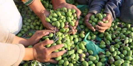 سنة ماسية.. لا تتعجلوا القطاف