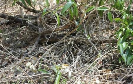 اختبار نظر : هل يمكنك إيجاد الثعبان المتخفي في الصورة؟.. لغز حيّر رواد الإنترنت