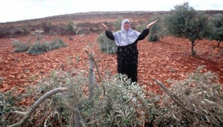 المستوطنون يستولون على المئات من أشجار الزيتون تزامنا مع موسم القطاف