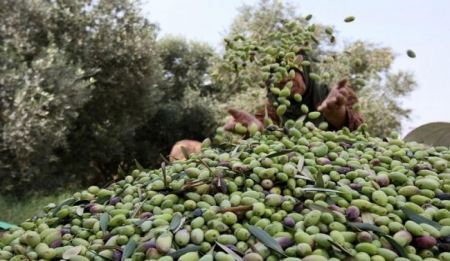 حديث خاص حول حملة (فزعة) لقطف الزيتون في بلدة الطيبة المهددة