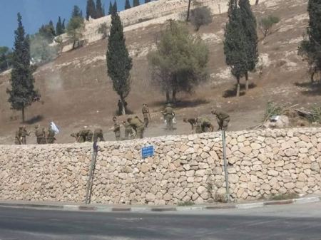 جنود الاحتلال يقتلعون الأشجار في وادي الربابة