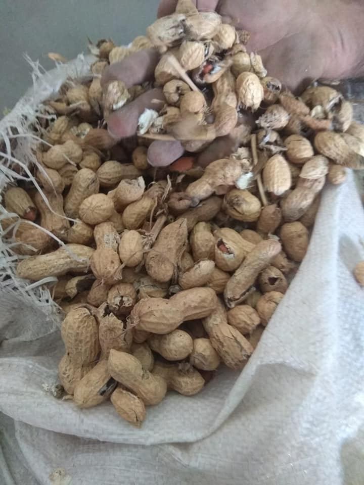ضبط حبوب غير صالحة للاستهلاك في جنين