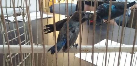  سلطة جودة البيئة تضبط ثلاثة طيور من عصفور الشمس الفلسطيني في الخليل