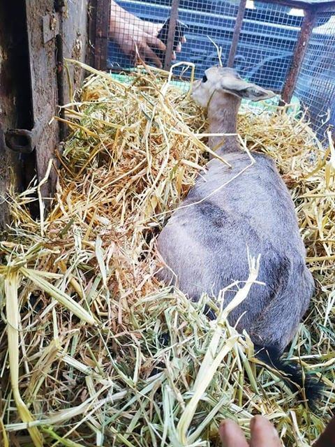  سلطة جودة البيئة تسلم غزال الجبل الفلسطيني لحديقة الحيوانات الوطنية في قلقيلية
