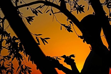 فتح باب طلبات استيراد زيتون للاستخدام الصناعي 