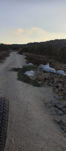 جيش الاحتلال يعتدي على المزارعين ويدمر محصول الزيتون شرق قلقيلية 