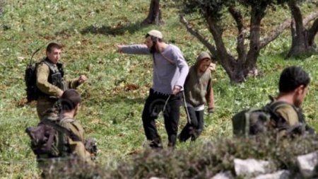 الاحتلال يعتقل مواطنا ومستعمروه يعتدون على قاطفي الزيتون في دير نظام شمال رام الله