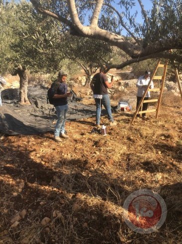 المستوطنون يعتدون على قاطفي الزيتون في قرية فرخة 