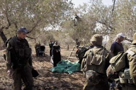 جنود الاحتلال والمستعمرون يهاجمون المزارعين أثناء قطف الزيتون في النزلة الشرقية شمال طولكرم