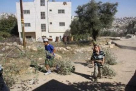 مستوطنون يسرقون محصول الزيتون من أراضي بنابلس