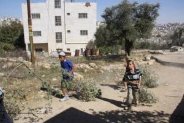 مستوطنون يسرقون محصول الزيتون من أراضي بنابلس