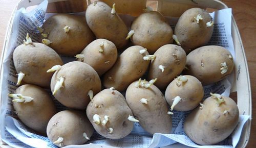 البطاطا تقتل عائلة بأكملها.. اكتشفي السبب لتتجنّبي حدوث ذلك في منزلك