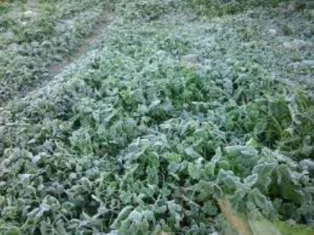 الكوسا والبطاطا الأكثر تأثرا من موجة الصقيع خلال اليومين الماضيين، فكم بلغت نسبة الخسائر !
