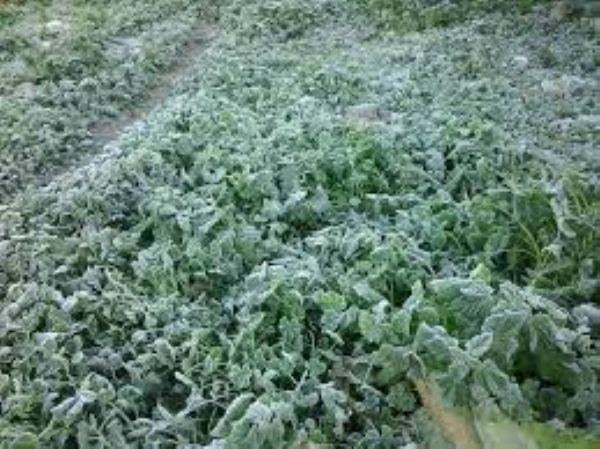 الكوسا والبطاطا الأكثر تأثرا من موجة الصقيع خلال اليومين الماضيين، فكم بلغت نسبة الخسائر !