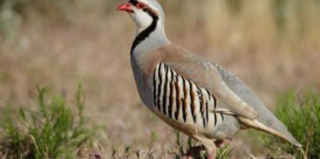  طائر الحجل الفلسطيني.. جمالٌ يكاد ينقرض