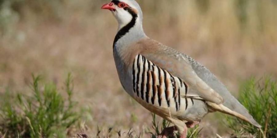  طائر الحجل الفلسطيني.. جمالٌ يكاد ينقرض