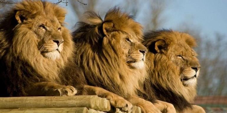 في واقعة نادرة.. ثلاثة أسود تنقذ فتاة من خاطفيها