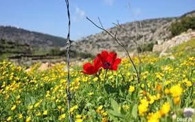  " محميات فلسطين " يدعو إلى قضاء أوقات الإجازة في أحضان الطبيعية الفلسطينية