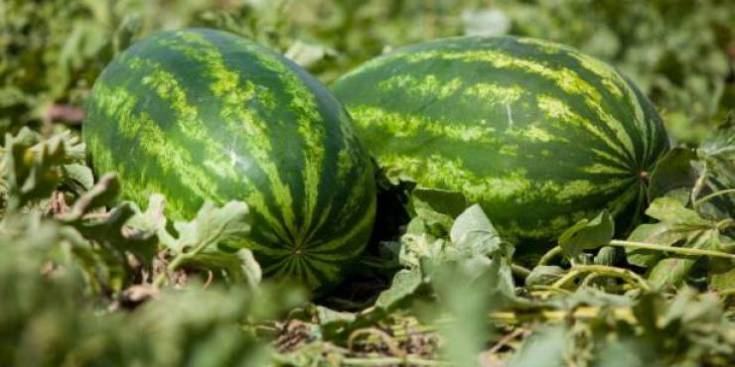  ذهب لشراء البطيخ ..فحصل على 7.5 ملايين دولار