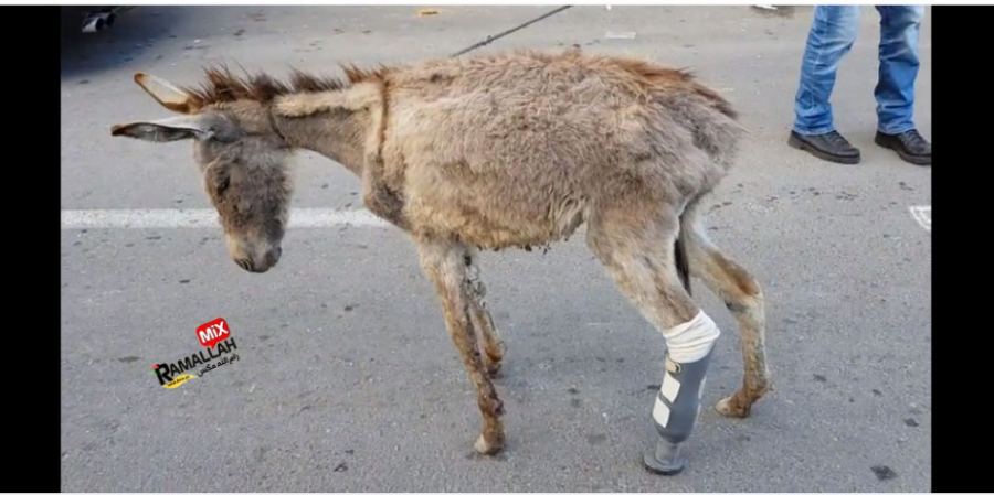 لأول مرة في فلسطين.. تركيب طرف صناعي لـ”حمار” !