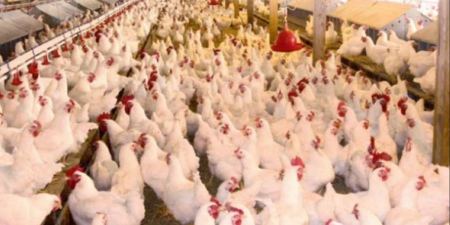 تشكيل غرفة عمليات مشتركة لملاحقة مهربي الدواجن