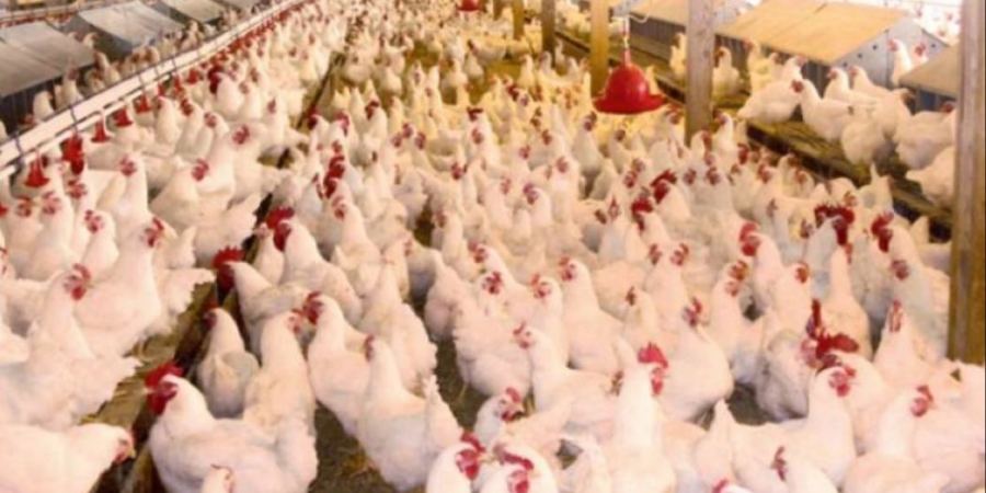 تشكيل غرفة عمليات مشتركة لملاحقة مهربي الدواجن