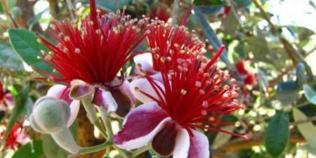 “الفييجوا” فاكهة جديدة في فلسطين..تعرفوا عليها