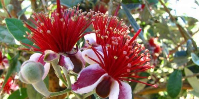 “الفييجوا” فاكهة جديدة في فلسطين..تعرفوا عليها