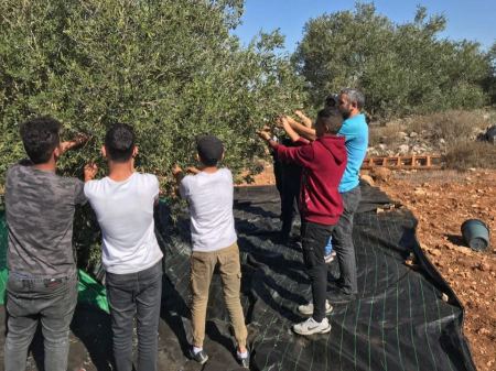 مركز شبيبة نابلس يشارك أهالي الساوية قطف الزيتون